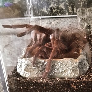 SAF Theraphosa apophysis having a drink