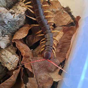 0.0.1 Scolopendra dehaani ~7"