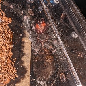 What sex is my 4" grammostola pulchra?