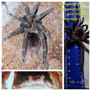 Pamphobeteus sp manganegra