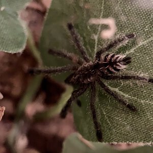 Avicularia sp Colombia