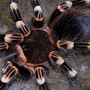 Acanthoscurria geniculata