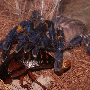 Poecilotheria-metallica49.jpg