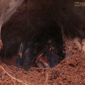 Poecilotheria-metallica52.jpg