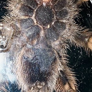 Avicularia Avicularia