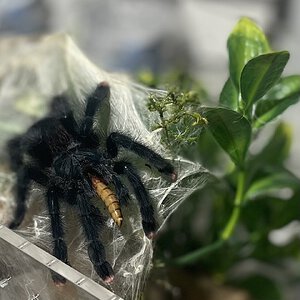 Avic avic (Regina) with a midnight snack.