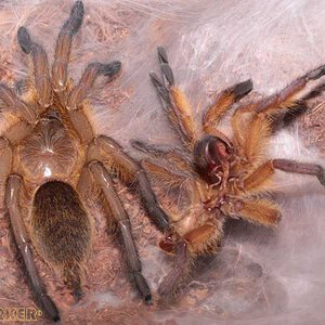 Harpactira-Pulchripes31.jpg