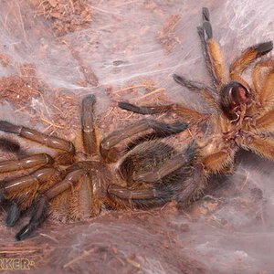 Harpactira-Pulchripes32.jpg