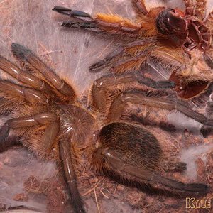 Harpactira-Pulchripes33.jpg