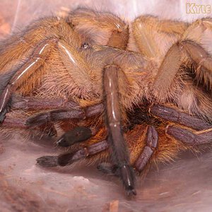 Harpactira-Pulchripes34.jpg