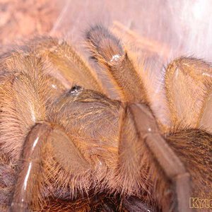 Harpactira-Pulchripes35.jpg