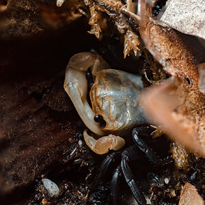 Lepidothelphusa cognetti stack photo!