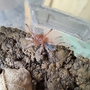 0.0.1 Grammostola rosea (ex. porteri) N3