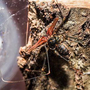 Euphrynichus bacillifer