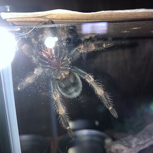 B smithi sexing2.jpg