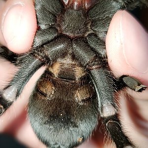 Grammostola pulchra 4"