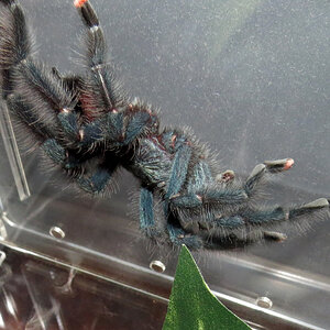 All Hooked Out (♂ Avicularia avicularia 4″) [2/2]