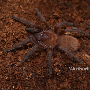 0.1 Citharacanthus cyaneus