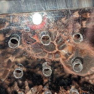 Acanthoscurria geniculata ~3.5"