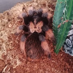 Brachypelma emilia