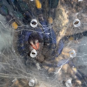 Fresh Molt White Fangs