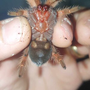 Brachypelma boehmei sexing