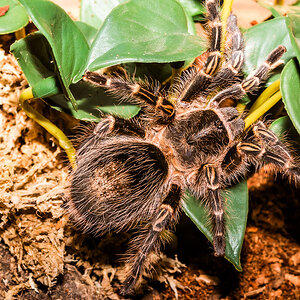 Grammostola pulchripes