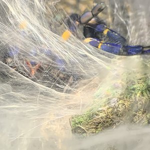 p metallica female fresh molts