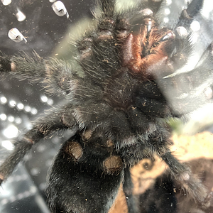 G. Pulchra Sexing