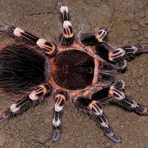 Acanthoscurria geniculata