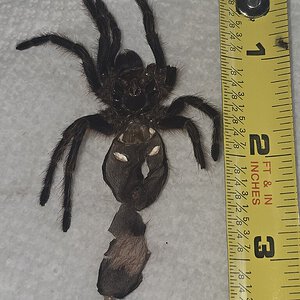 Grammastola Pulchripes, male or female?