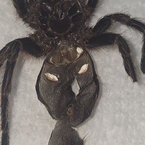 Grammastola Pulchripes, male or female?