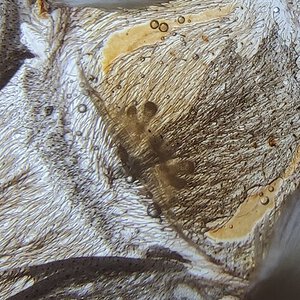 pelinobius muticus
