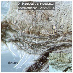 0.1 Harpactira chrysogaster - 2.625" DLS