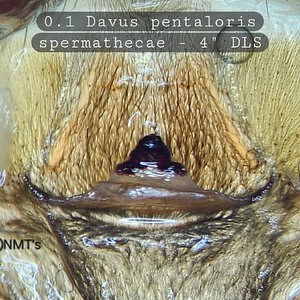 0.1 Davus pentaloris - 4" DLS