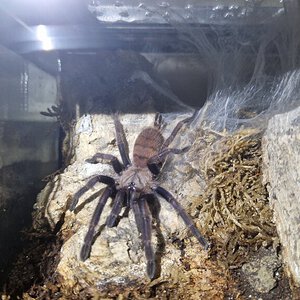 Chilobrachys fimbriatus juvie