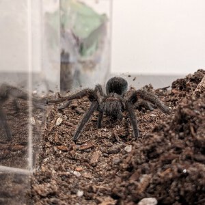 G. pulchra "Lava" models her new clothes