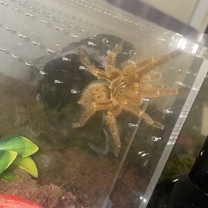 My male OBT Luigi, recently matured out male!