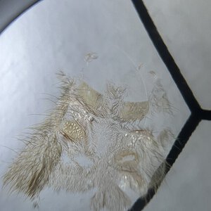 Heteroscodra maculata