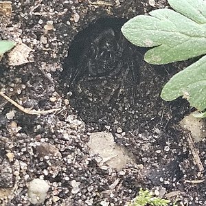 Female Ground Wolf Spider Update