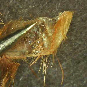 1.75" Acanthoscurria Geniculata