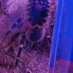 G. Pulchripes 5" DLS picture 2
