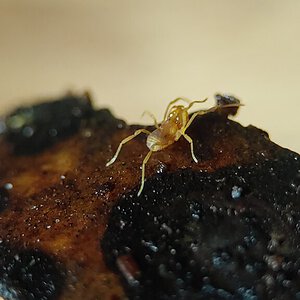 baby Miobunus cf. parvus