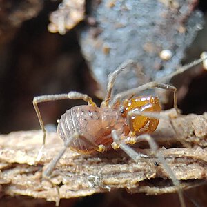 Triaenonychid harvestman