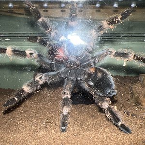 Male or Female (Mexican Red Knee)