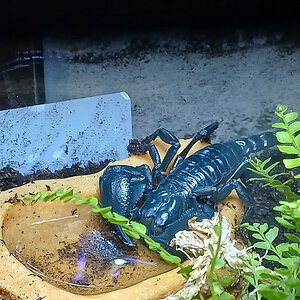 Asian forest scorpion