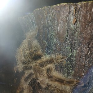 Curly hair tarantula