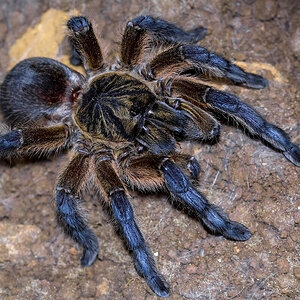 Harpactira pulchripes