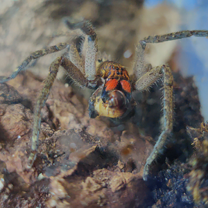 Piloctenus haematostoma