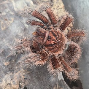 P. Cancerides eating